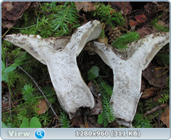 0_e91be_5ce45360_orig.png