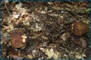 0_d2a32_5627c766_orig.jpg