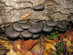 0_77cbc_56c7b899_S.jpg
