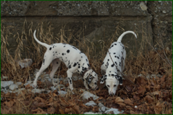 0_df034_5562fcc7_orig.png