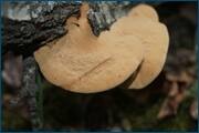 0_d0960_4e88c65b_orig.jpg