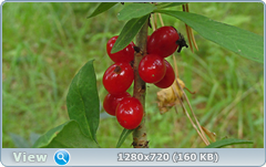 0_e9b3d_9a452542_orig.png