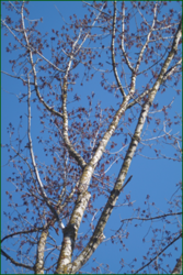 0_e24b5_3c31f29d_orig.png