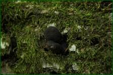 0_edee2_5053d463_orig.jpg
