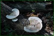 0_ed5f4_2c095412_orig.jpg