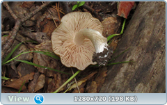 0_10a32f_ad98603d_orig.png