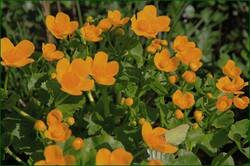 0_11f09a_62a9f3a3_orig.jpg