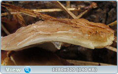 0_107359_980cdf06_orig.png