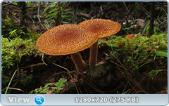 0_10ddbe_1256557_orig.png