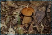 0_d2ac2_d16fb191_orig.jpg