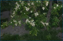 0_ce545_f5709fd6_orig.jpg