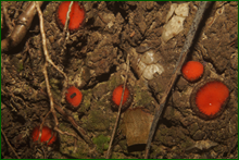 0_e66f8_d87659df_orig.png