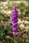 0_f62bc_b0161881_orig.jpg