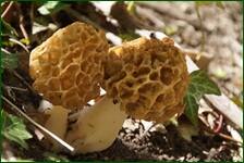 0_f62de_854dc8e9_orig.jpg