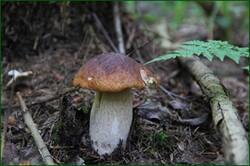 0_128558_5cbfd730_orig.jpg