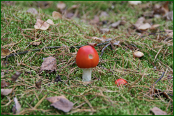 0_10d181_4e53220c_orig.png