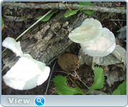 0_130df8_feb63a58_orig.png