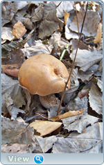0_f5161_8bb0ab21_orig.png