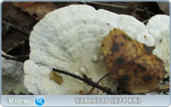 0_fc545_377edbe_orig.png