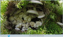 0_fc71c_df43f3cd_orig.png