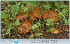 0_fb732_940356b7_orig.png
