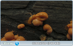0_e6d09_34277489_orig.png