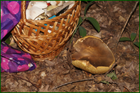 0_e6222_173699e1_orig.png