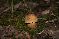 0_e622e_d4a51048_orig.png