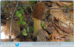 0_105514_f9f99c69_orig.png