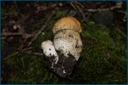 0_d2b16_f51f5153_orig.jpg