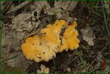 0_fc671_f8ccc59f_orig.jpg