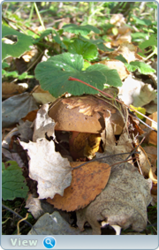 0_f5133_35719a78_orig.png