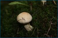 0_d4a7d_38aad545_orig.jpg