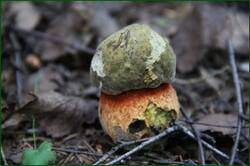 0_1267e1_6aa707_orig.jpg