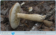 0_109c5b_138d1aea_orig.png
