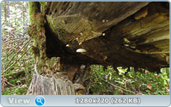 0_113374_2ca96148_orig.png