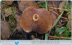 0_113390_65ff434d_orig.png