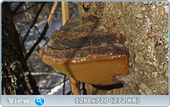 0_115855_bee2ded5_orig.png