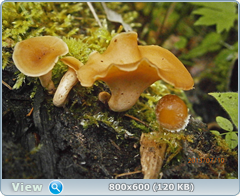 0_11f451_430cbb42_orig.png