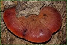 0_ecf28_ada415cb_orig.jpg