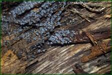 0_fdf41_ff556d66_orig.jpg