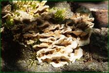 0_ff290_3eb7f122_orig.jpg