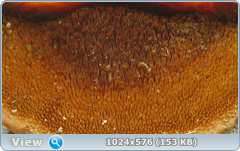 0_127729_619a4e0_orig.png
