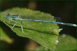 0_fd98a_d430277a_orig.jpg