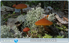 0_12befd_2ec78f35_orig.png
