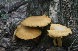 0_d8850_8e237670_orig.png