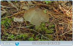 0_e6d13_9945054f_orig.png