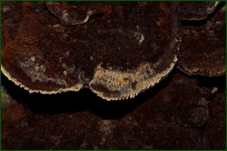 0_d9475_4e9f0f4b_orig.png