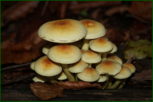 0_d9c86_b3755571_orig.png