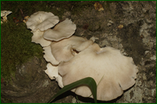 0_e671c_2a4fc6b3_orig.png